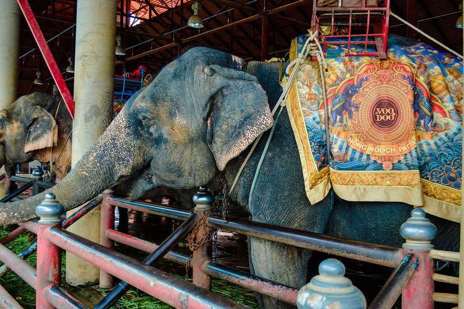 Sin el apoyo económico de la mayoría de sus anunciantes, Hadi Shrine Circus tomó la decisión de retirar a los elefantes de sus espectáculos.