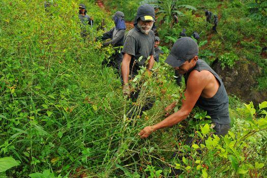 Según la ONU, en Tumaco hay más de 23.000 hectáreas con cultivos de uso ilícito. En 2016, fue el municipio que más mostró plantaciones de este tipo. / Foto: archivo El Espectador