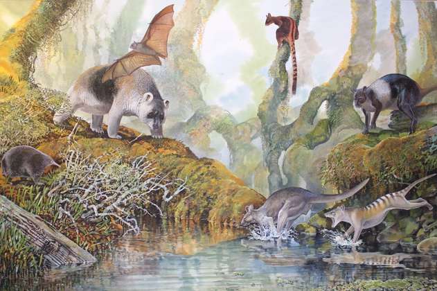 Este es el fósil de un canguro primitivo que investigadores acaban de describir