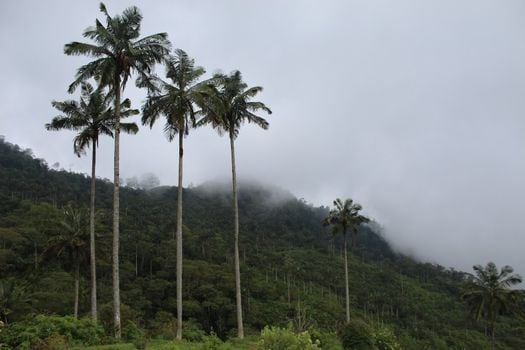 Las palmas de cera son nativas de los bosques montañosos húmedos andinos en Colombia y Perú.