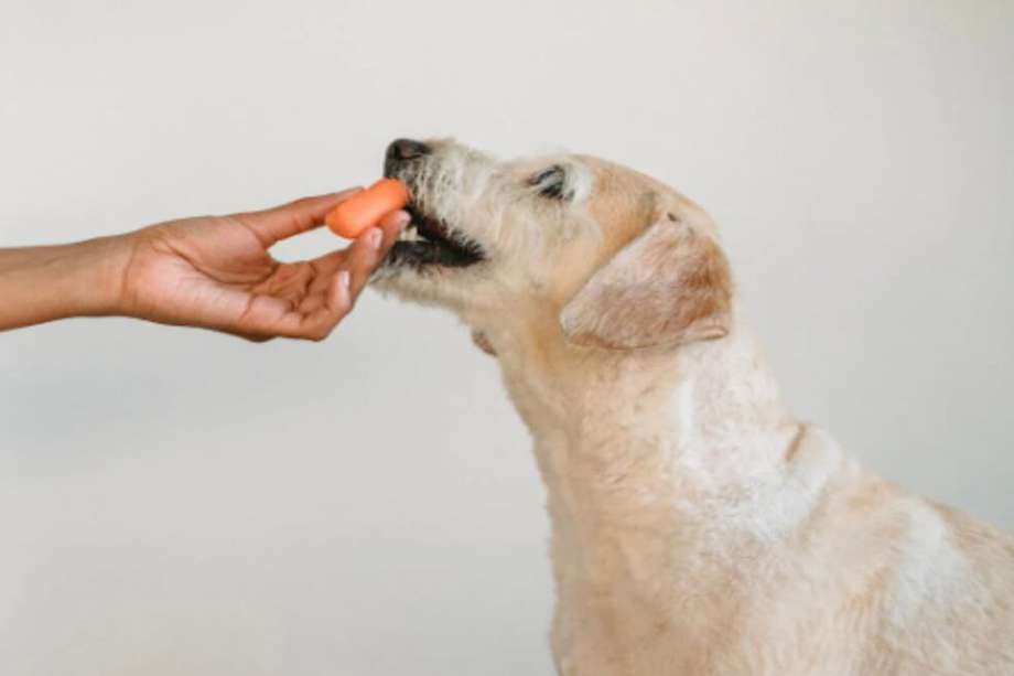 Los expertos afirman que las dietas veganas en mascotas pueden generar enfermedades y problemas de nutrición en el futuro.