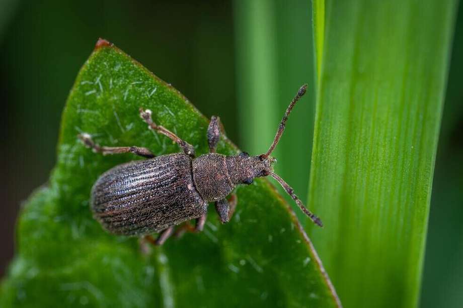 Los escarabajos cumplen un rol muy importante en la descomposición de desechos y el crecimiento de vegetación.