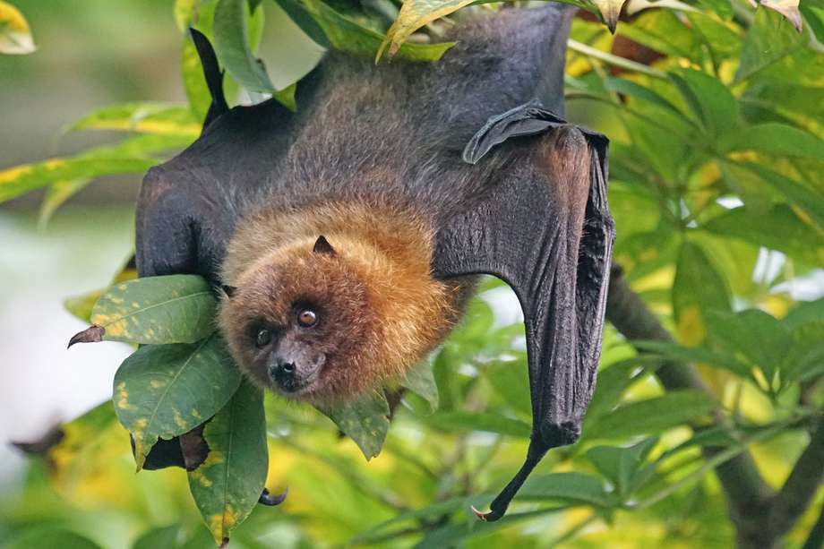 Los murciélagos, con 1456 especies, representan una quinta parte de todas las especies de mamíferos vivientes que hay en el mundo. 