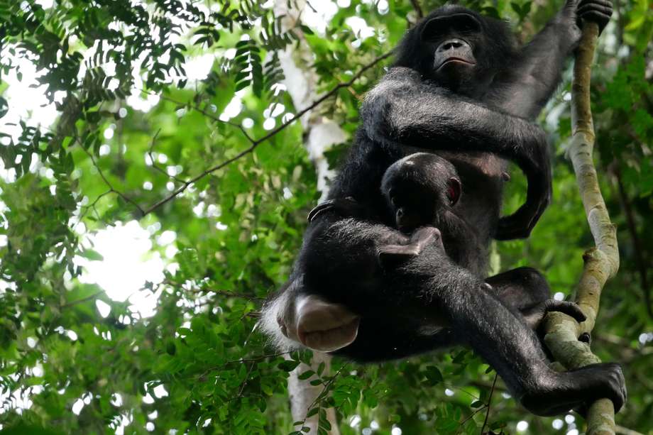 MADRID, 12/04/2024.-Dos ejemplares de bonobo en Kokolopori Bonobo Reserve (Democratic Republic of Congo). Un equipo internacional de investigadores ha hecho el seguimiento focal y comparativo más completo hasta la fecha de un grupo de bonobos y chimpancés, descubriendo que los machos bonobos son más agresivos de lo que se pensaba. Las conclusiones de su estudio, recogido este viernes en la revista Current Biology, se basan en el análisis de los índices de agresividad de los machos en tres comunidades de bonobos de la Reserva de Kokolopori (República Democrática del Congo) y dos comunidades de chimpancés del Parque Nacional de Gombe (Tanzania).EFE/ Maud Mouginot.
