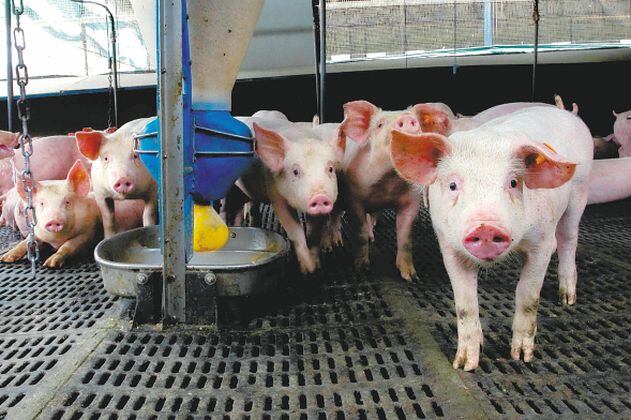 El secreto de la carne de cerdo para ser de los alimentos que menos ha subido