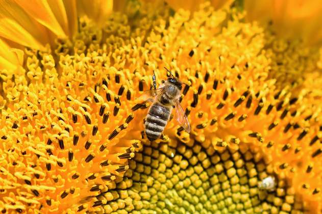 Francia prohíbirá cinco pesticidas para proteger a las abejas 