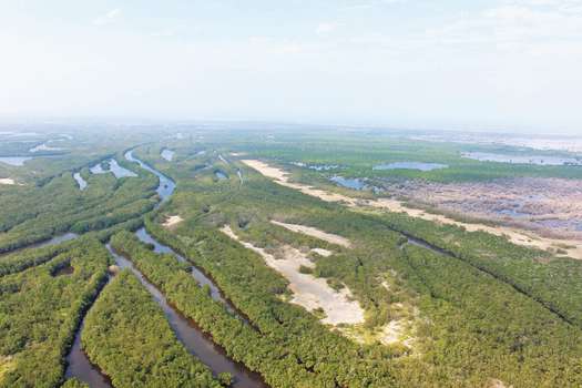La Ciénaga Grande Santa Marta hace parte de la Convención Ramsar, un convenio que busca proteger los humedales de importancia internacional. / Tatiana Pardo