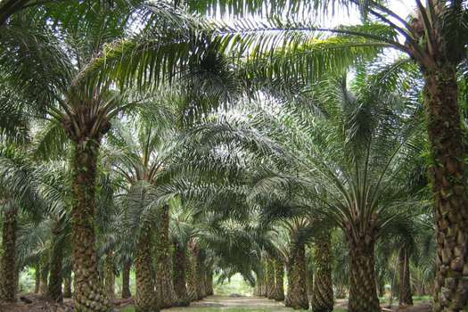 Cultivo de palma africana.  / El Espectador