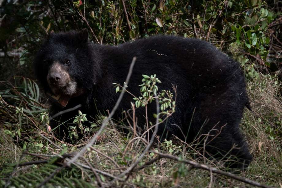 En Colombia, el oso andino habita especialmente en la cordillera de los Andes, recorriendo los bosques andinos y páramos.