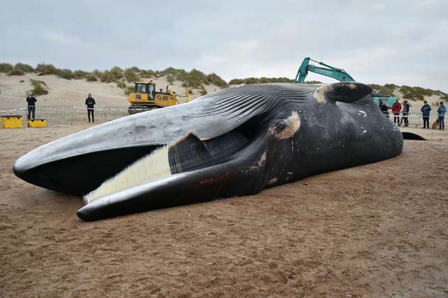 Japón permitirá cazar ballenas de aleta