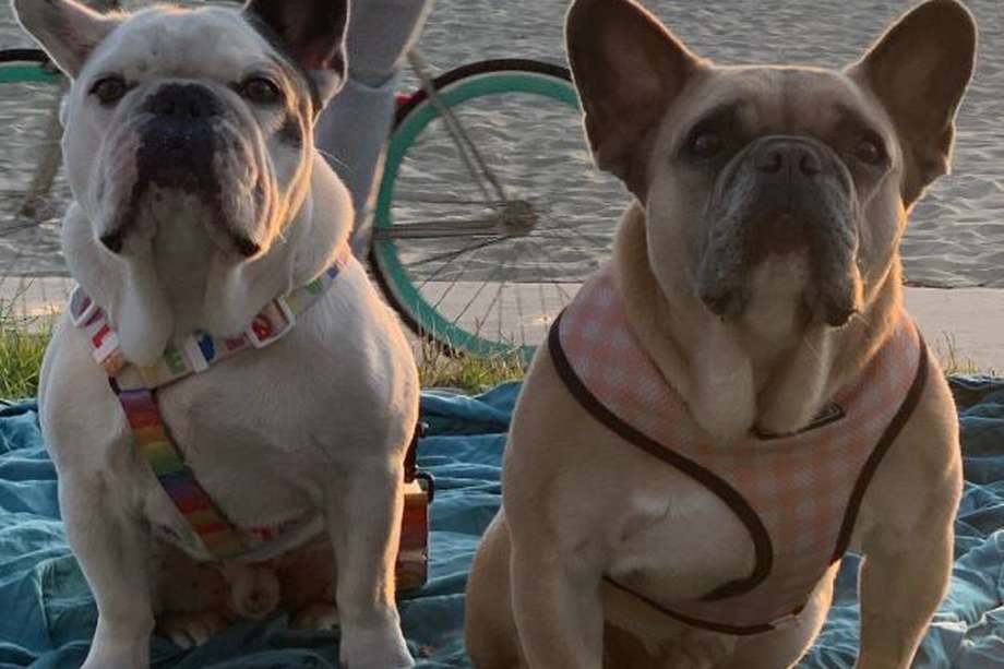Los dos perros, Koji y Gustav, fueron robados en febrero de 2021. 