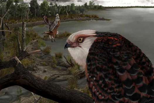 Esta sería la Archaehierax sylvestris, la nueva especie de águila identificada.