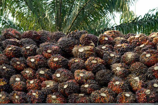 Se espera que el valor de la producción del sector palmero en el país esté por los 7,5 millones, 80 % más que en 2020. Imagen de referencia.