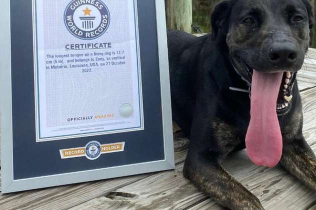 Zoey, la perrita con la lengua más larga del mundo, según récords Guinness