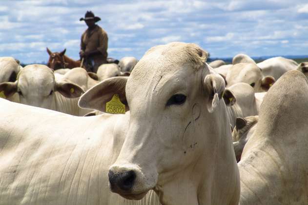Colombia reanuda exportación de carne a Curazao tras superar brote de aftosa