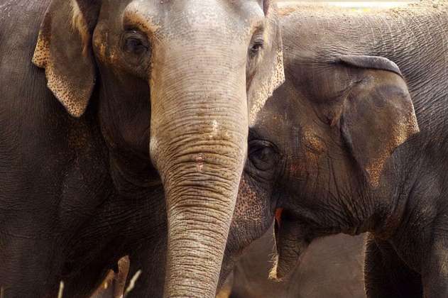 Una nueva vida para Mara, la elefanta que era atracción de circo