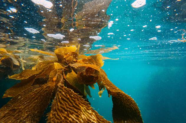 Las algas marinas podrían ayudar a la humanidad tras una catástrofe generalizada