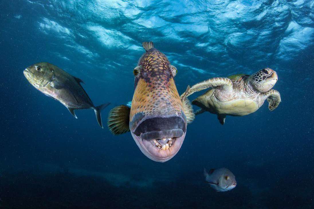 Un grupo de peces, llamados "la pandilla", nadando en la Gran Barrera de Coral, Australia.