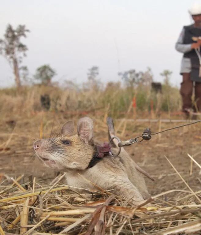 La rata Magawa ayuda a detectar minas antipersona en Camboya.