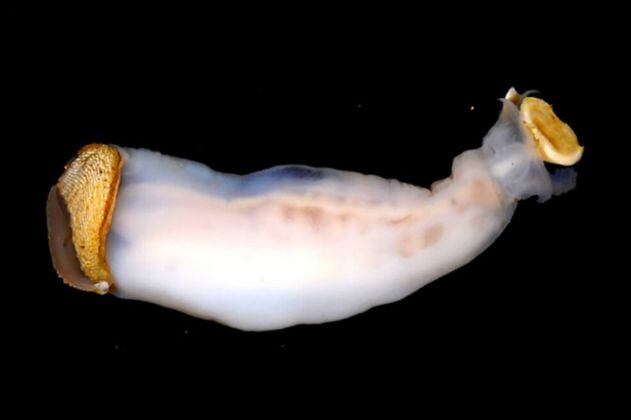 Encuentran en Filipinas un extraño gusano que come piedras