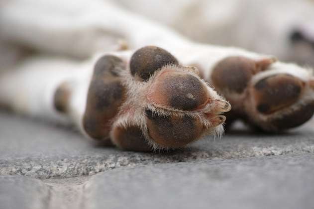 Judicializan a falsos veterinarios que habrían causado graves daños a perros