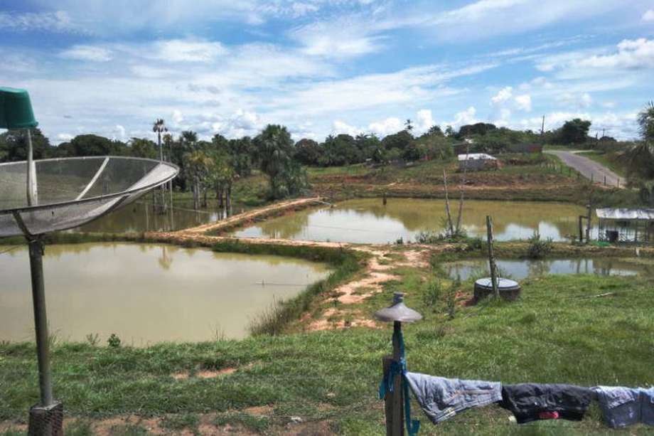 Los estanques artificiales de cultivo de peces que se extienden por toda la Amazonia brasileña son caldo de cultivo para los mosquitos vectores de la malaria.