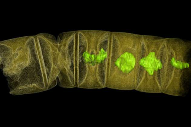 Expertos descubren planta fósil de 1.600 millones de años 