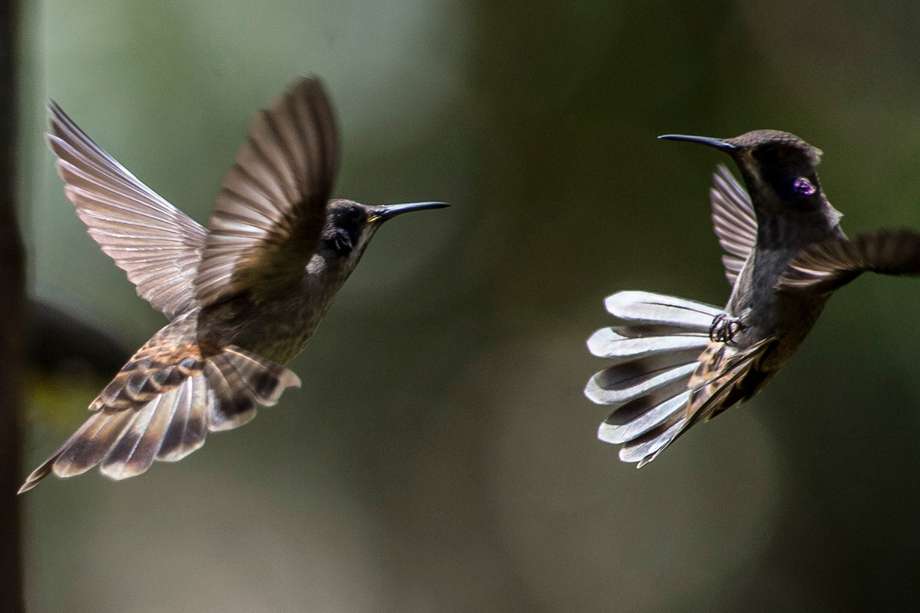 Los colibríes son una de las especies migratorias protegidas por la legislación canadiense.