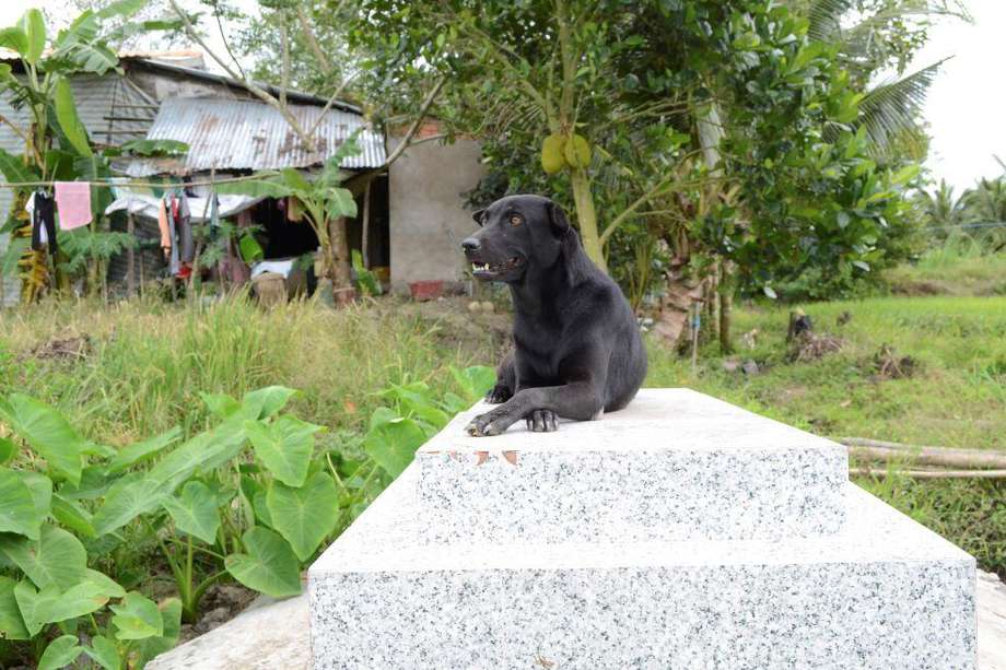 La perra Mino lleva tres de sus cuatro años de vida pegada a la tumba de su dueño, un niño de dos años que murió ahogado.