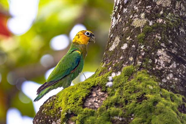 Más de mil especies en Colombia están amenazadas, ¿cómo protegerlas?