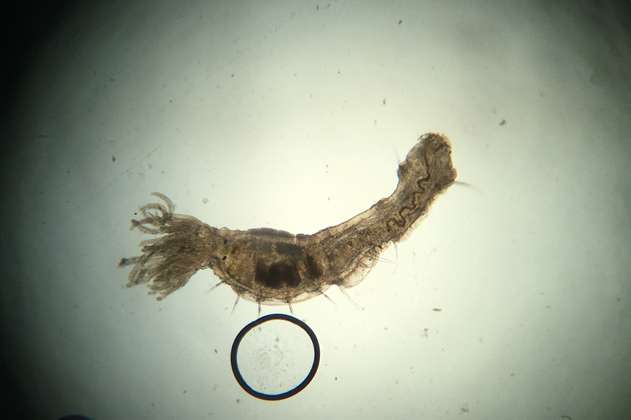 Pensaban que este gusano solo estaba en el mar, pero lo encontraron en un río colombiano