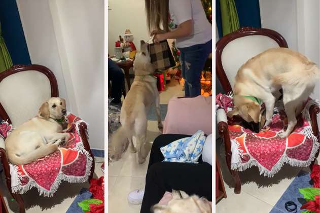 Perrito colombiano se vuelve viral con su tierna reacción al recibir un regalo