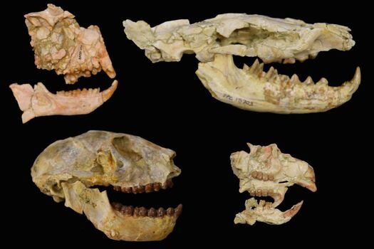 Los fósiles de los grupos clave utilizados para la investigación fueron el carnívoro hyaenodont y el roedor.