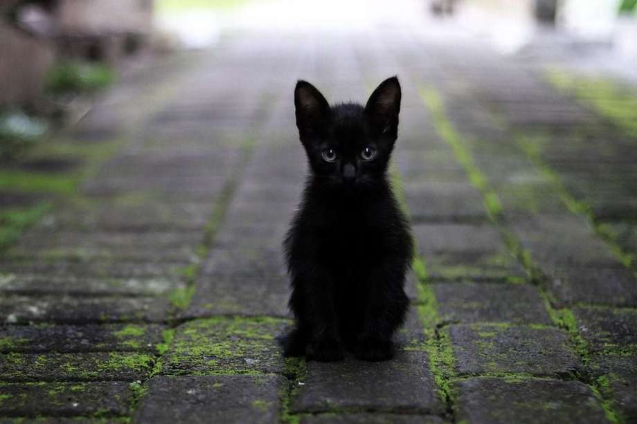 Los gatos negros han sido objeto de creencias durante cientos de años. 