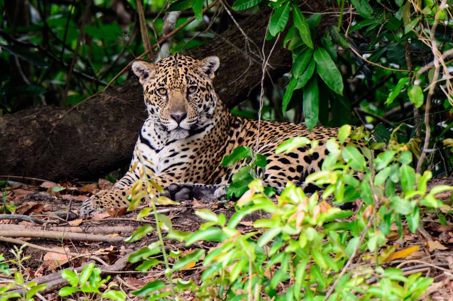Conexión Jaguar hace parte de la Initiative 20x20, liderada por los países de Latinoamérica para la conservación y la restauración de 20 millones de hectáreas de bosques en el continente para el año 2020.