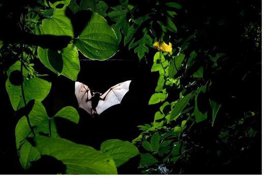 Especies como los murciélagos de herradura y el murciélago marrón tienen un rango vocal extremadamente grande de 7 octavas. 