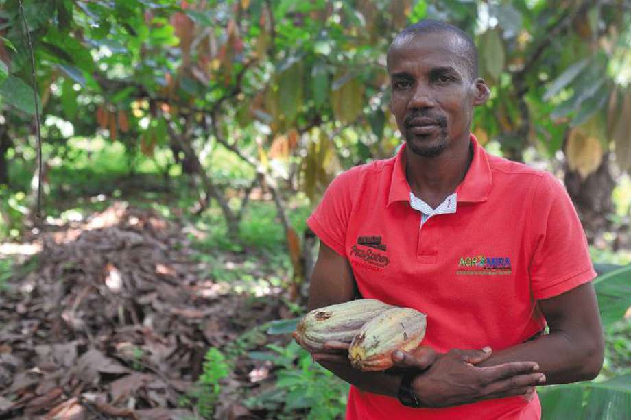 Además de cosechar cacao, Julio Sevillano es cultivador de palma, algo que aprendió a hacer cuando era niño. / Jose Vargas