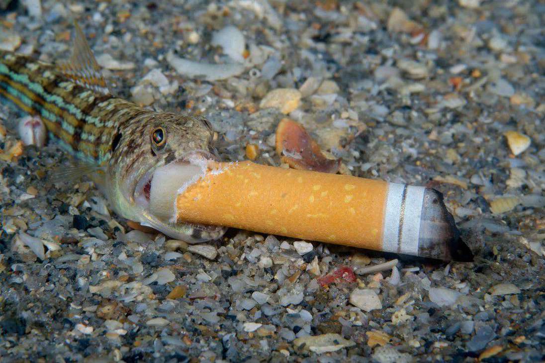 Un pequeño pez lagarto confundió una colilla de cigarrillo con un pez.