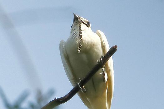 Imagen del campanero blanco ("Procnias albus").  / Wikimedia – creative commons - Hector Bottai