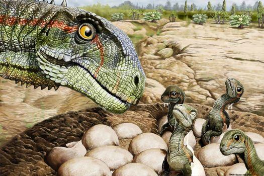 Huevos de Mussaurus, un dinosaurio herbívoro primitivo antecesor de los saurópodos, es decir, aquellos dinosaurios de cuello largo, cuatro patas y de gran tamaño. Un nuevo estudio muestra que estos animales que vivieron hace más de 200 millones de años ponían huevos de cáscara blanda