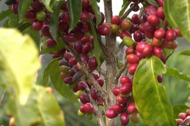 Café hondureño: una apuesta por los cultivos orgánicos y por rescatar el campo