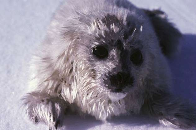 La falta de nieve en el Ártico podría ser una amenaza para las focas anilladas