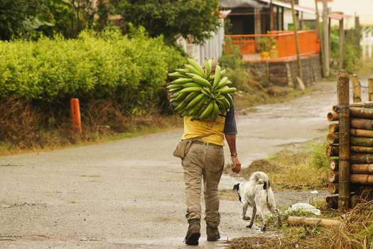 La ruralidad en Colombia y la seguridad alimentaria en el marco de la pandemia