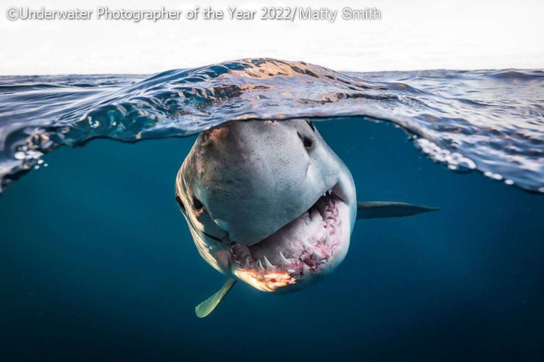 Sobre la foto de Matty Smith poco más que el título se puede decir: Un gran tiburón blanco de 3,5 m se acerca curioso a mi lente.