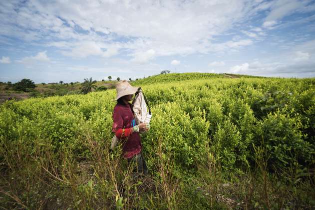 Gobierno nombra a líderes campesinos para dirigir sustitución de coca en el país