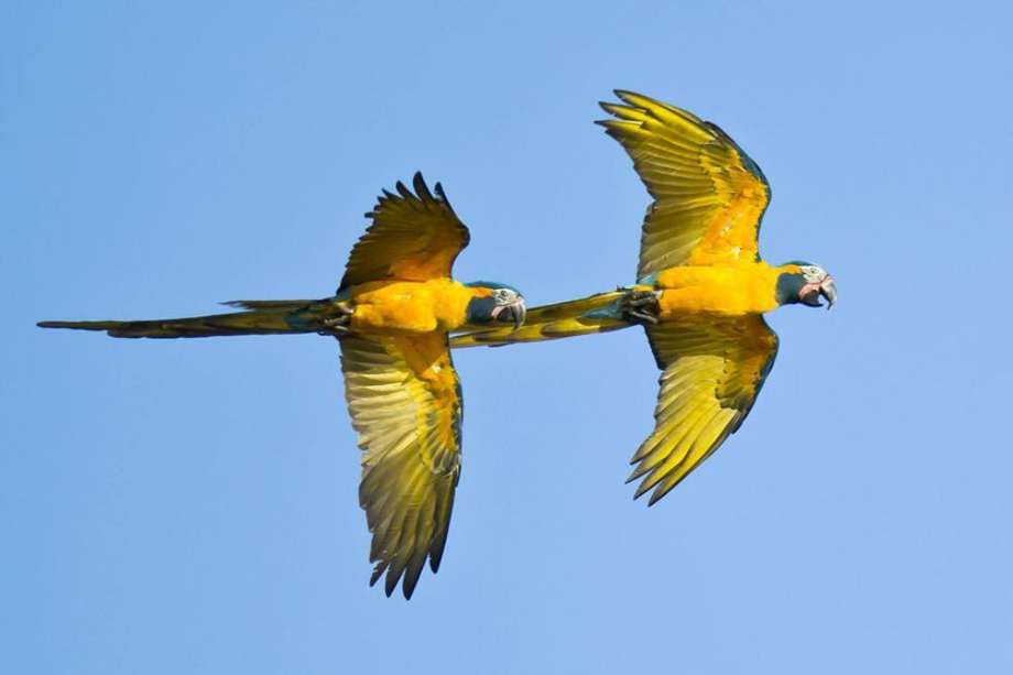 Ejemplares de la especie del guacamayo barba azul (Ara glaucogularis), un gran y colorido loro azul y amarillo.