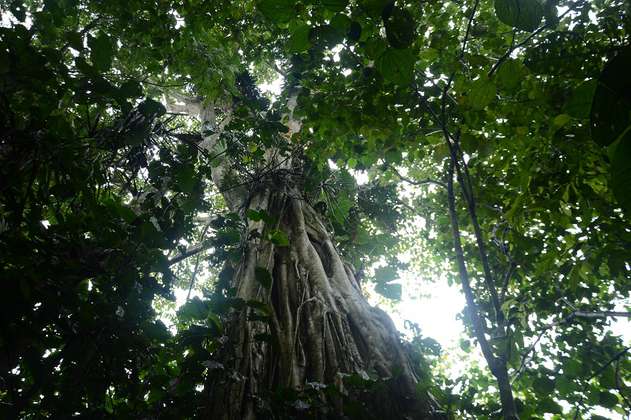 150 hectáreas de bosque en Carepa, Antioquia fueron declaradas como área protegida