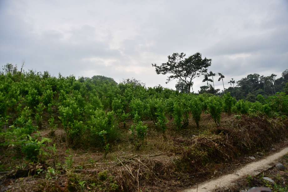 Cultivos de coca. Imagen de referencia.