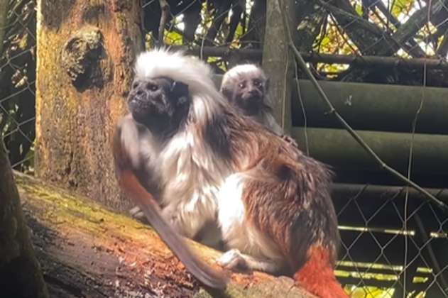 ¡Buenas noticias! Nació una pareja de monos tití cabeciblancos en Pereira