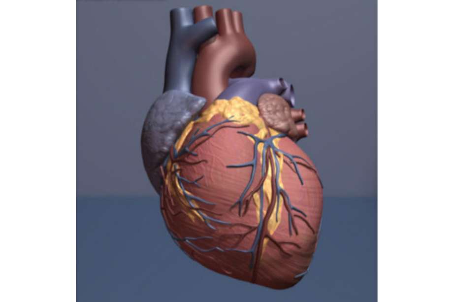 El tratamiento con cardiotrofina-1 reparó el tejido del corazón de una rata tras un ataque. / American Heart Association